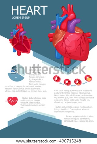 Human Organ Anatomy Infographic Poster Chart Stock Vector 439437832 ...