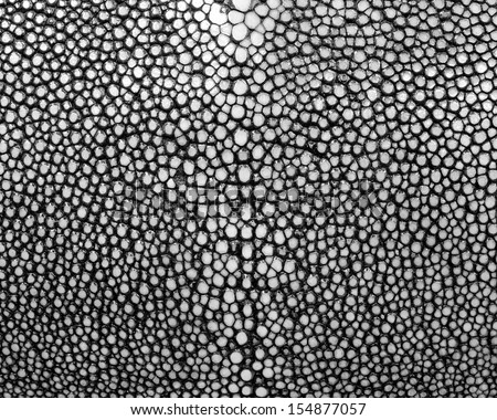 skin closeup stock images royalty free images vectors stingray stock photos royalty free images vectors skin closeup stock images royalty free images vectors stingray stock photos royalty free images vectors