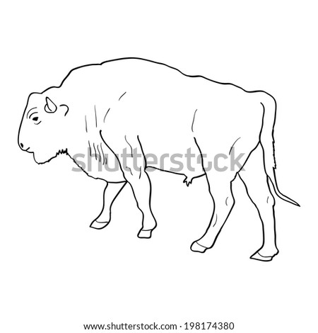 Aurochs Isolated on White Background - stock vector