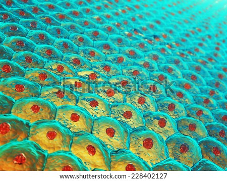 skin cells stock images royalty free images vectors skin tissue stock images royalty free images vectors skin cells stock images royalty free images vectors skin tissue stock images royalty free images vectors
