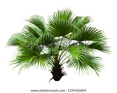 Tropical Plants Stock Photos, Images, & Pictures | Shutterstock