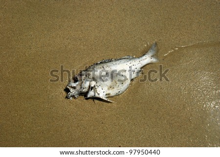 Decomposing Dead Fish Carcass Washed Ashore Stock Photo 103489169 ...