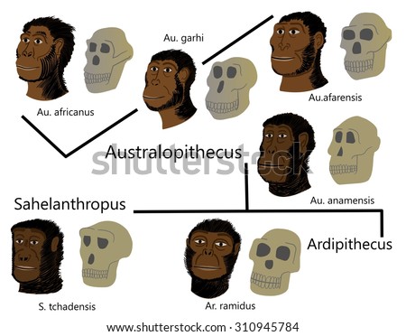 Australopithecus Stock Images, Royalty-Free Images & Vectors | Shutterstock