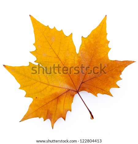 plane tree leaf isolated on white.(Keep path)