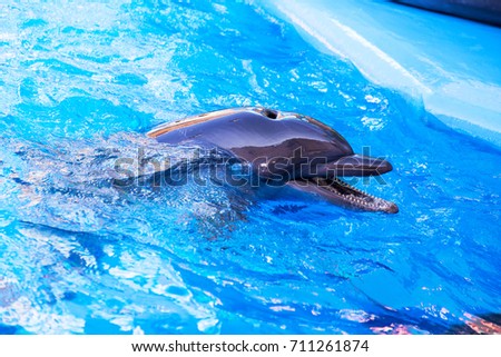 naked girl with a dolphin hookup pool pump