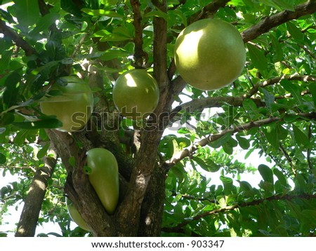 Green Fruits