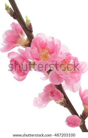Peach blossom isolated on white background