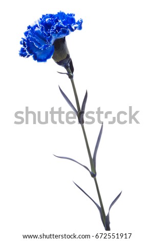 Carnations Stock Images, Royalty-Free Images & Vectors | Shutterstock