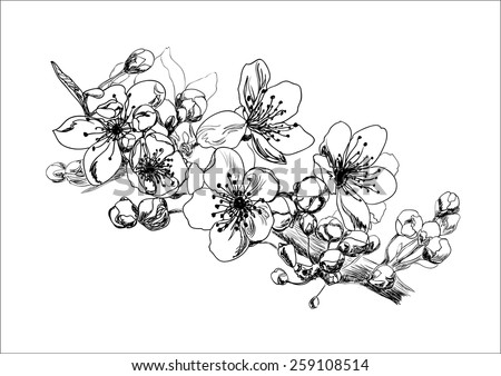 Apricot blossom. Hand drawing