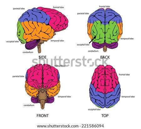 Human Brain Diagram Stock Photos, Images, & Pictures | Shutterstock