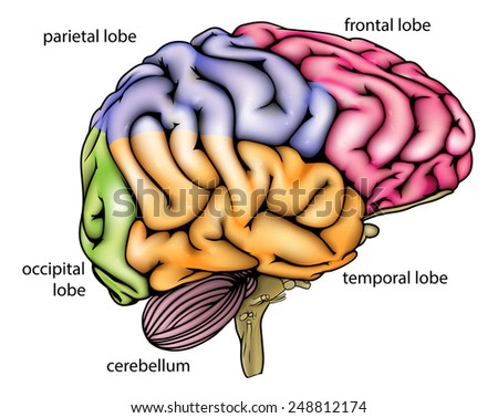 Cross Section Of Brain Stock Images, Royalty-Free Images & Vectors