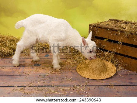 stock-photo-naughty-ten-days-old-baby-milk-goat-eating-a-straw-hat-243390643.jpg