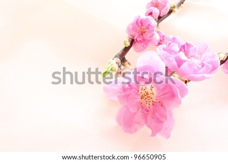 Peach flower on pink silk