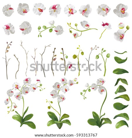 Orchid Tropical Flowers Floral Elements in Watercolor Style. Vector