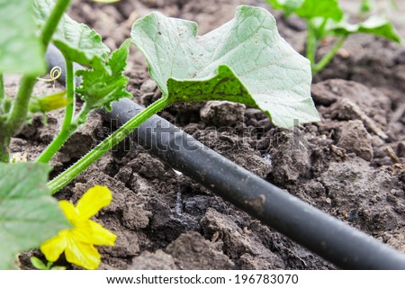 Seedling vegetable beds with drip irrigation system