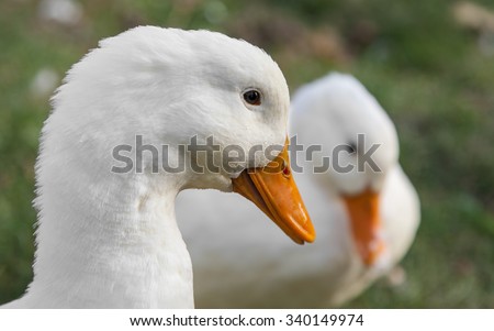 Head Shot Cute White Duck Poof Stock Photo 82933033 - Shutterstock