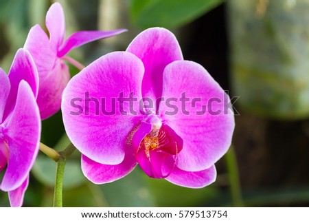 Beautiful Orchid Flowers in the garden