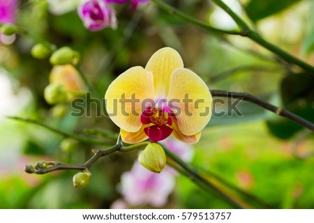 Beautiful Orchid Flowers in the garden