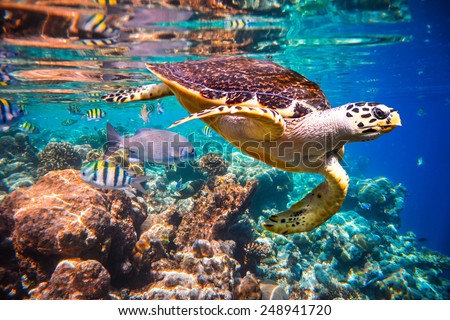 Hawksbill Turtle - Eretmochelys imbricata floats under water. Maldives Indian Ocean coral reef.