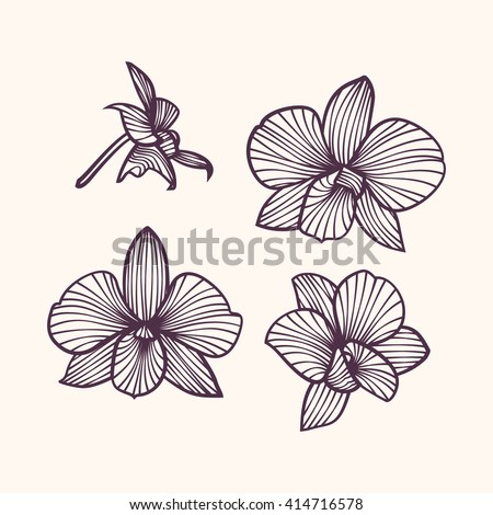 Set of vector orchids. Isolated orchids on a light background