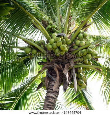 Coconut-tree Stock Images, Royalty-Free Images & Vectors | Shutterstock