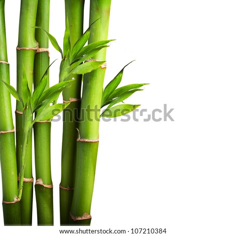 Bamboo Stock Images, Royalty-Free Images & Vectors | Shutterstock