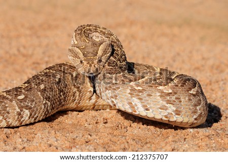 stock-photo-a-puff-adder-bitis-arietans-in-defensive-position-southern-africa-212375707.jpg