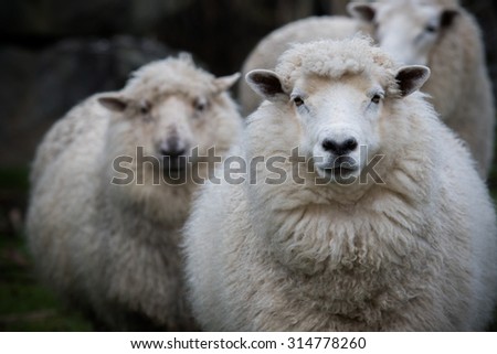 Sheep Face Stock Images, Royalty-Free Images & Vectors 