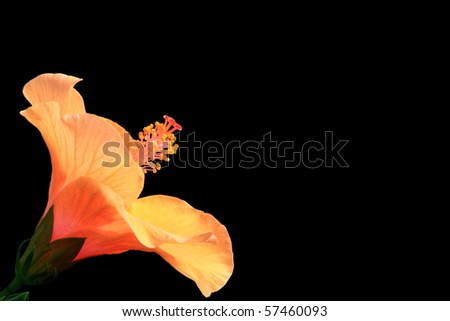 Orange hibiscus on black