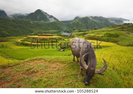 Rice field terraces at Sapa Vietnam
