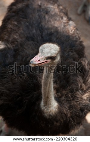 ostrich in zoo - stock photo