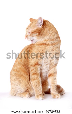 Hissing Cat Stock Photos, Images, & Pictures | Shutterstock