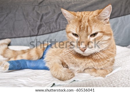 How To Tell If Cat Still Has Kittens Inside How To Tell If Cat Still Has Kittens Inside