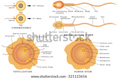 Union of human egg and sperm