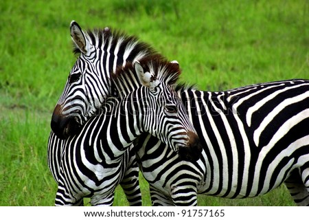 Zebras over green background in Zambia