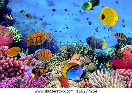 Photo of a coral colony, Red Sea, Egypt