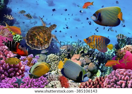 colorful coral reef with many fishes and sea turtle