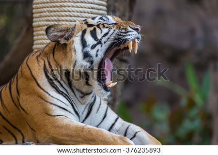 open with mouth tattoo tiger Tiger Images Images, Stock Royalty Mouth Free Open