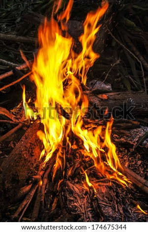 Burning Bush Stock Photos, Images, & Pictures | Shutterstock