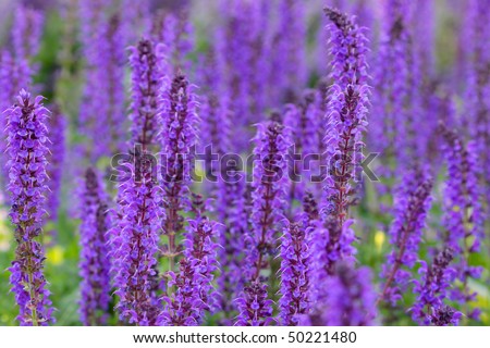 Tall Purple Flowers Stock Images, Royalty-Free Images ...