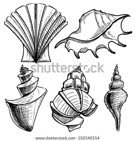 Sea Shell Hand Drawing Sketch Vector Stock Vector 102445865 - Shutterstock