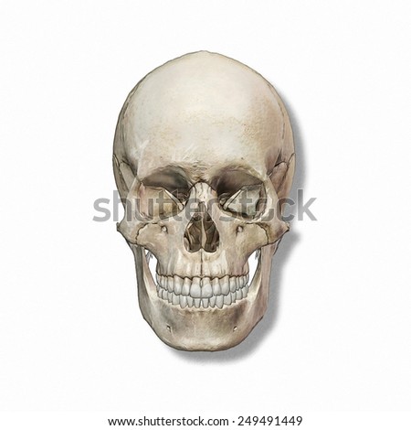 craneo humanoのイラスト素材 249491449 shutterstock