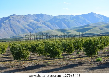 newlyplanted trees form orange grove foothills stock photo royalty how did the sierra nevada mountains form