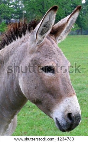 Donkey Profile Stock Photo 1234763 - Shutterstock