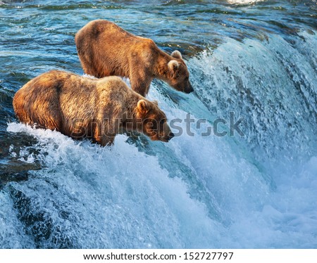 Brown bear on Alaska