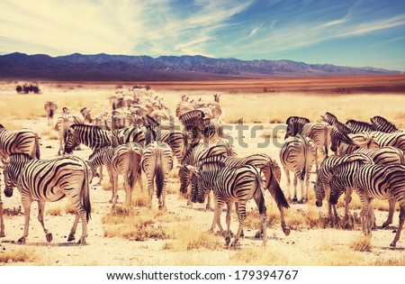 Wild zebra