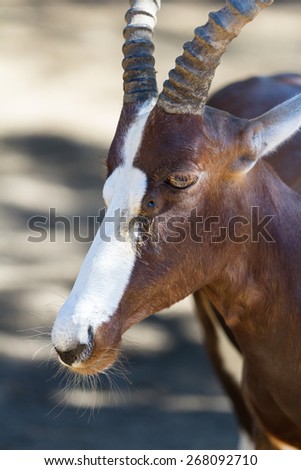 Blesbok Stock Photos, Images, & Pictures | Shutterstock