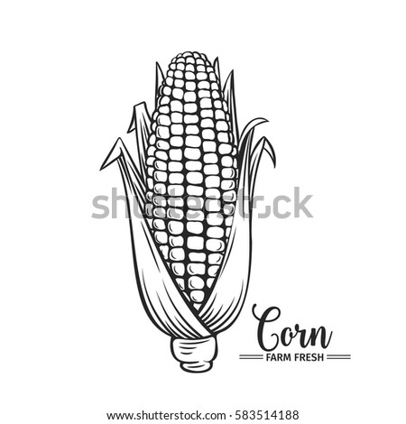 Hand drawn corn icon. Vector badge vegetable in the old ink style for brochures, banner, restaurant menu and market