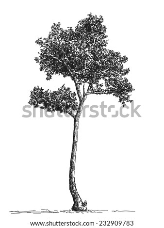 Sketch Tall Tree Hand Drawn Vector Stock Vector 232909783 - Shutterstock