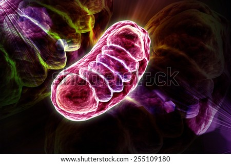 Mitochondria Stock Images, Royalty-Free Images & Vectors | Shutterstock